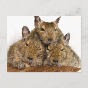 Cartes postales Degu Trio