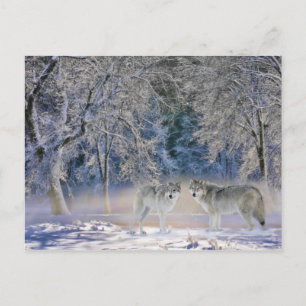 Cartes postales des loups de Yellowstone