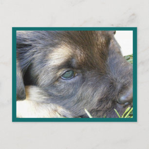 Cartes postales des yeux de chiot