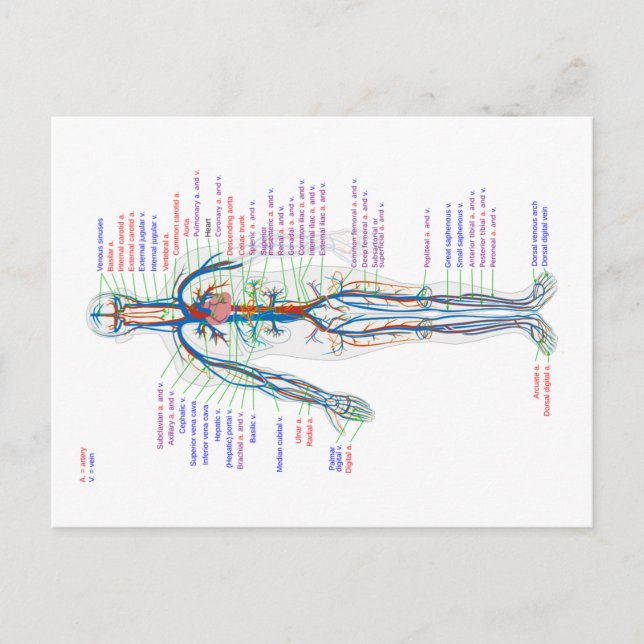 Cartes postales Diagramme Artères du système circu (Devant)