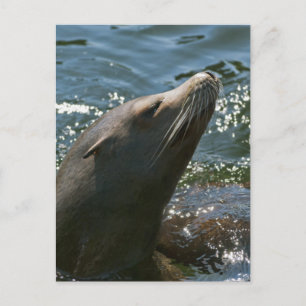 Cartes postales d'otaries