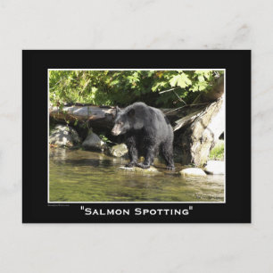 Cartes postales d'ours noir