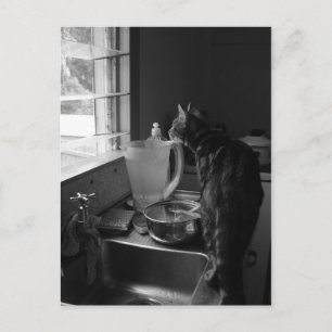 Cartes postales du lavabo de cuisine