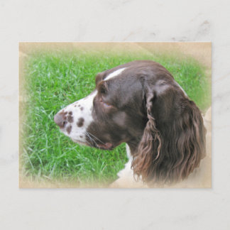Cartes postales du profil espagnol Springer anglai
