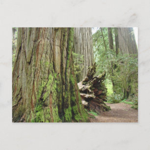 Cartes postales du Séquoia Arbres géants de Califo