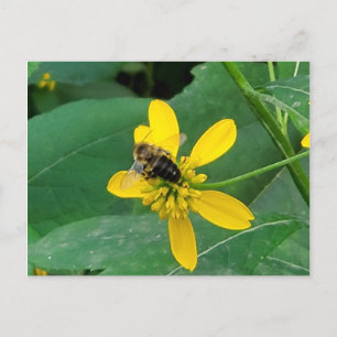 Cartes postales d'un bourdon personnalisé sur une 