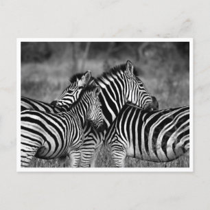 Cartes postales - Famille de Zebra