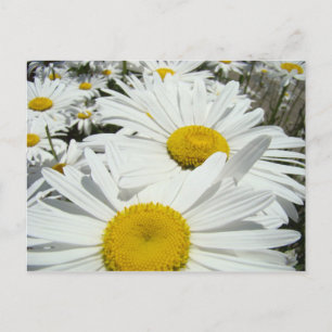 Cartes postales Fleurs de marguerite Ajoutez votre