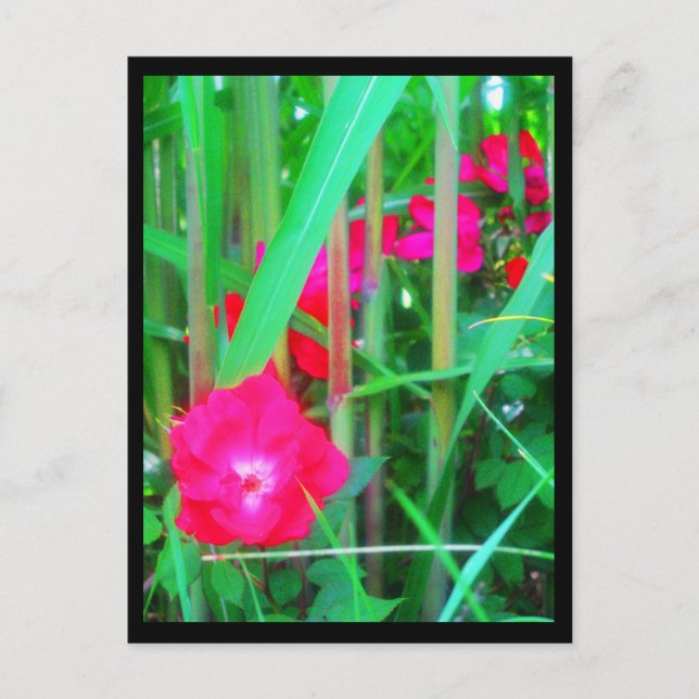 Cartes postales-Fleurs de ville-13 (Devant)