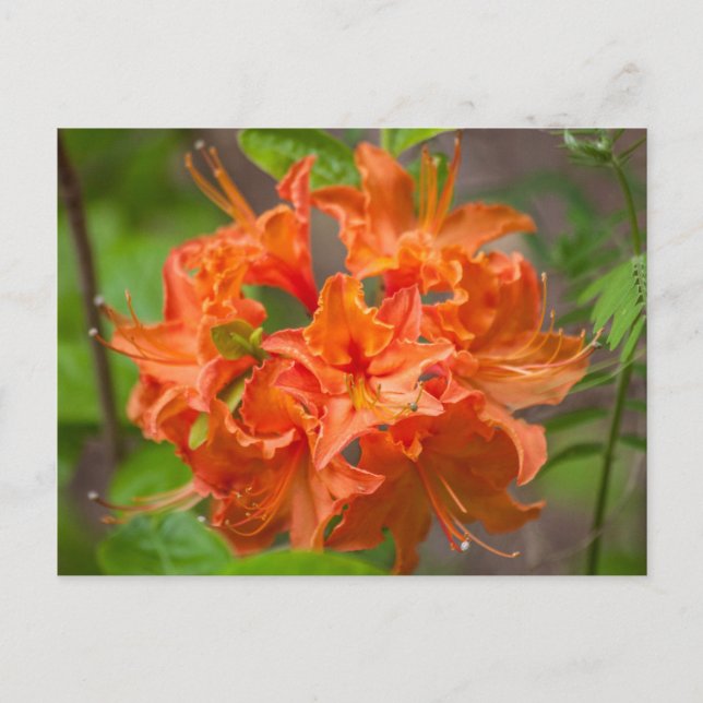 Cartes postales florales Orange Azalea Bush (Devant)