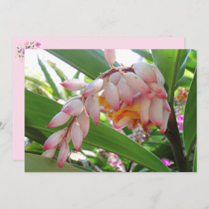 Cartes postales florales Shell Ginger Flowers