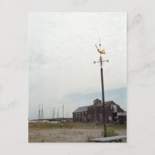 Cartes postales Golden Guardian Vineyard Summer Cu