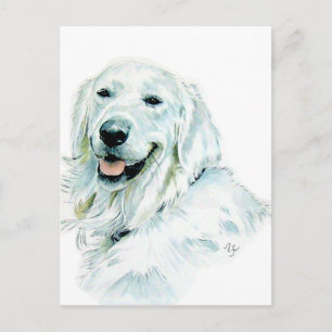 Cartes postales Golden Retriever
