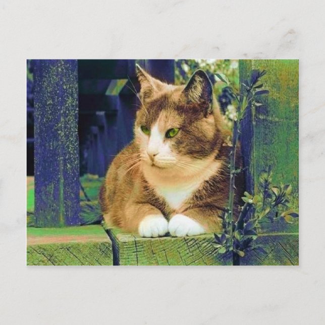 CARTES POSTALES GREEN EYES (Devant)