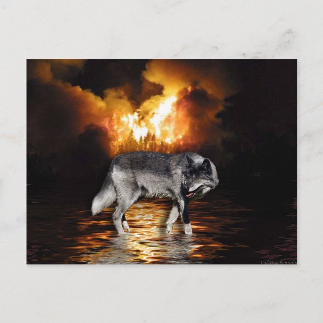 Cartes postales Grey Wolf (Devant)