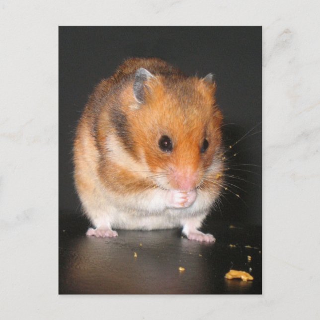 Cartes postales Hamster (Devant)