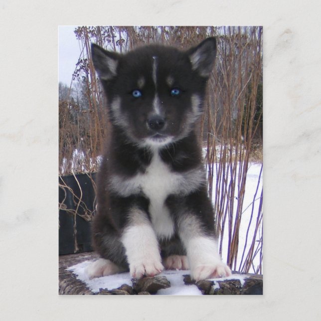 Cartes postales Husky Puppy (Devant)