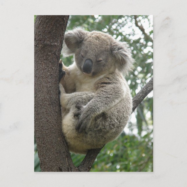 Cartes postales Koalas QLD Australie (Devant)