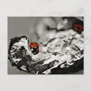 Cartes postales Ladybugs