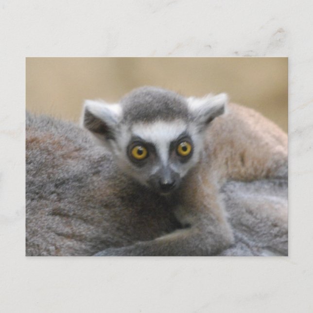 Cartes postales Lemur Baby (Devant)
