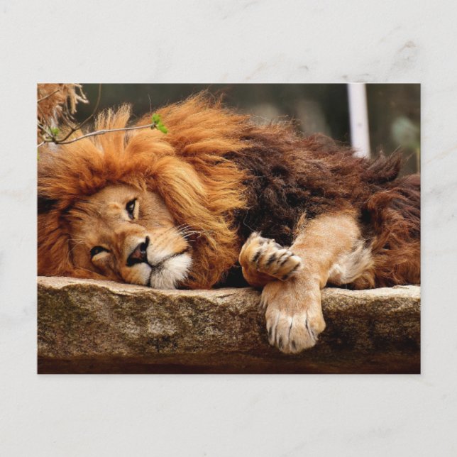 Cartes postales LION RELAXING (Devant)