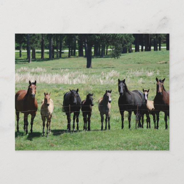 Cartes postales - Mares & Foies (Devant)