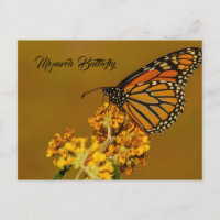 Cartes postales Monarch Butterfly