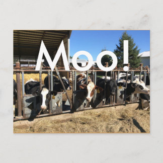 Cartes postales Moo Cows