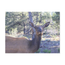 Cartes postales Moose