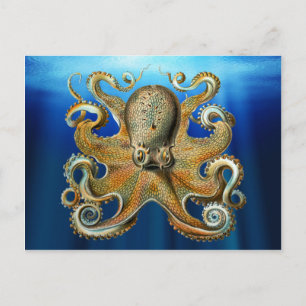Cartes postales Octopus