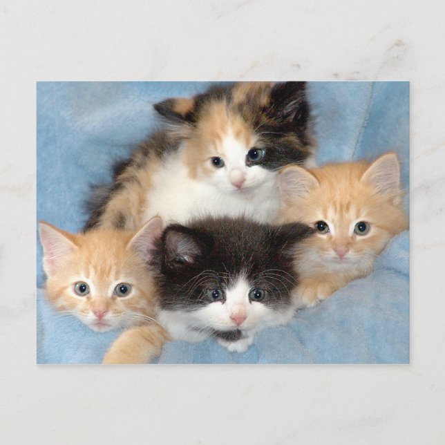 Cartes postales Orange, Calico et Black/White Kitt (Devant)
