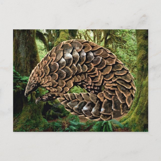 Cartes postales Pangolin (Devant)