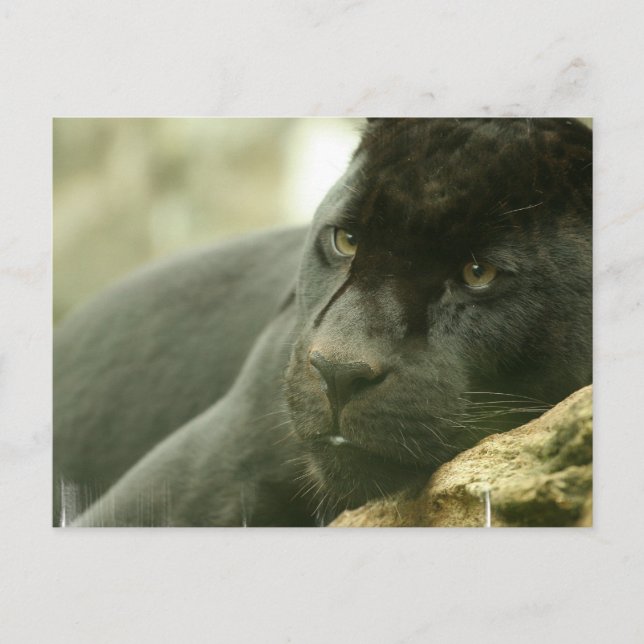 Cartes postales Panneaux couchés (Devant)