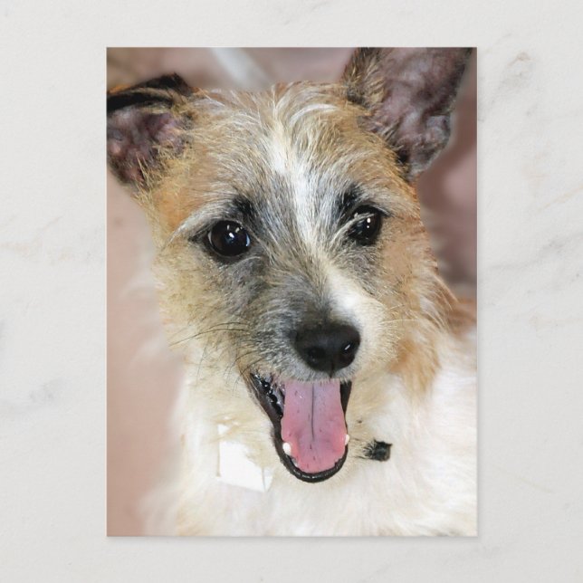 Cartes postales Parson Russell Terrier/Yorkie Mix (Devant)