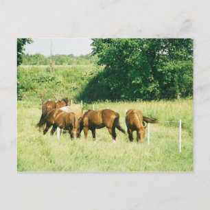 Cartes postales Pebbles, Lady, Sugar, Limited et G