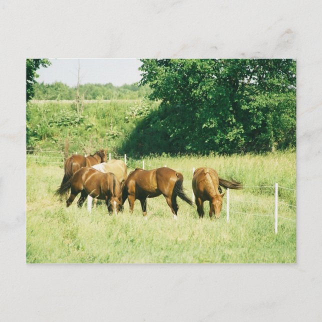 Cartes postales Pebbles, Lady, Sugar, Limited et G (Devant)