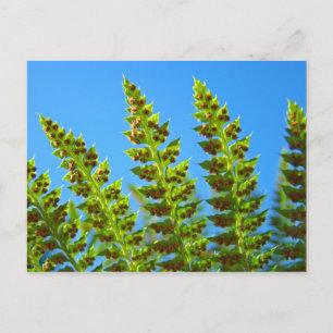 Cartes postales personnalisées Blue Sky Green Fore