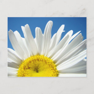 Cartes postales personnalisées Fleur de Marguerite
