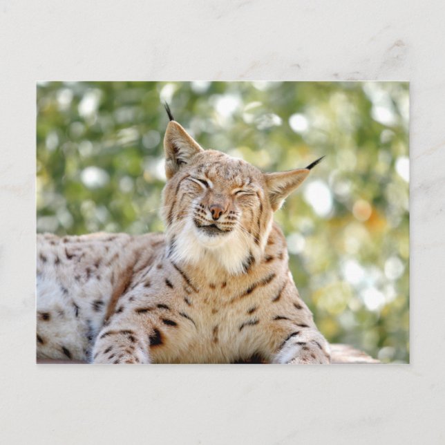 Cartes postales Photo cat, lynx, animaux. (Devant)