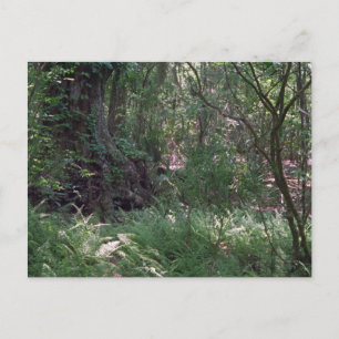 Cartes postales photo de la Forêt Primordiale Pers