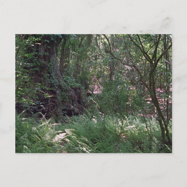 Cartes postales photo de la Forêt Primordiale Pers (Devant)