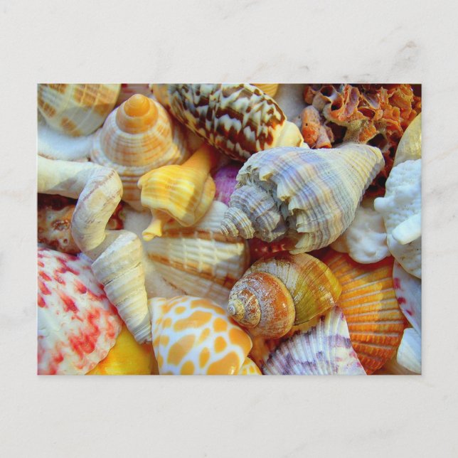 Cartes postales Photographie Coquillages Tropicaux (Devant)