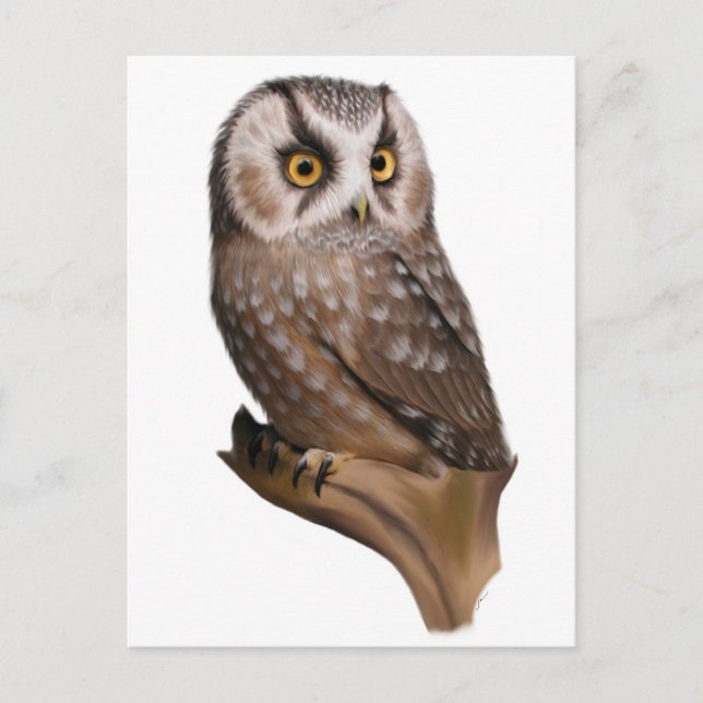 Cartes postales Portrait de hibou (Devant)