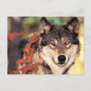 Cartes postales pour animaux 36