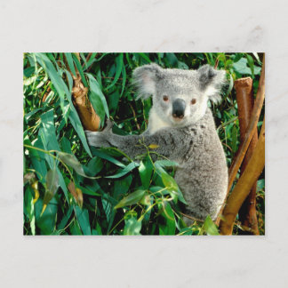 Cartes postales pour animaux 38