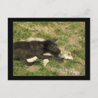Cartes postales pour animaux sauvages de loup de b