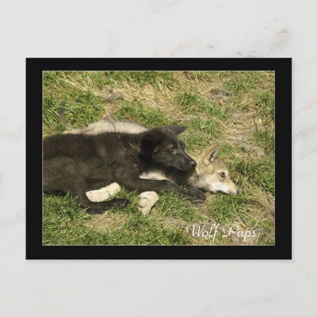 Cartes postales pour animaux sauvages de loup de b (Devant)