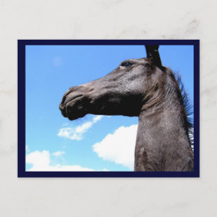 Cartes postales pour Cheval Giraffiné