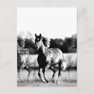 Cartes postales pour chevaux de course noir et bla