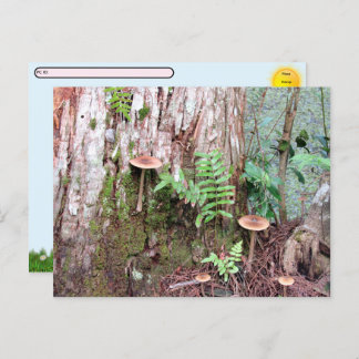 Cartes postales pour petits champignons